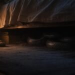 Obraz hada ukrytého pod posteľou v tmavej miestnosti